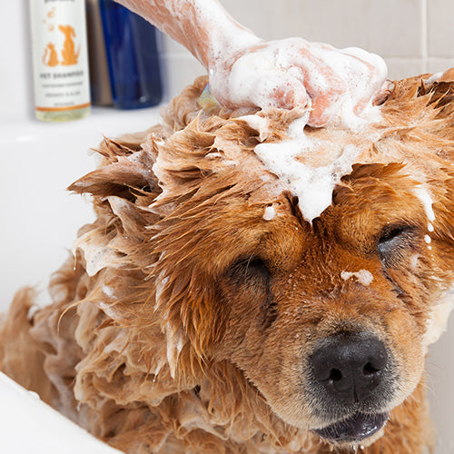 Puracy Natural Pet Shampoo